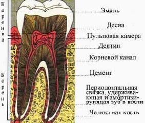 Строение зуба